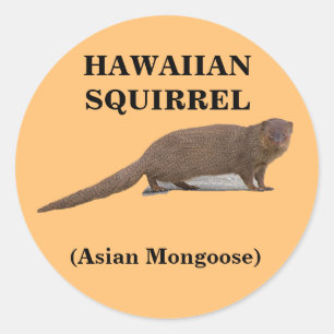 Hawaiian Squirrel (Asian Mongoose) Round Sticker