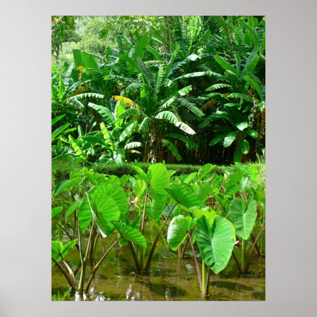 Hawaiian Taro Patch Poster (Front)