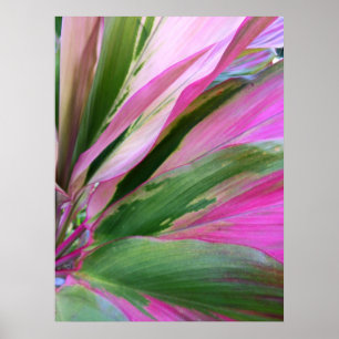 Hawaiian Ti Plant Poster