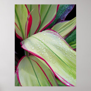 Hawaiian Ti Plant Poster