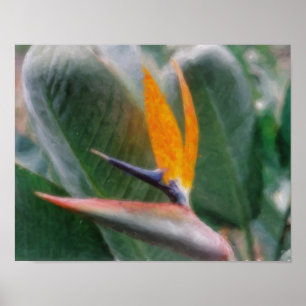Hawaiian Tropical Bird of Paradise Poster
