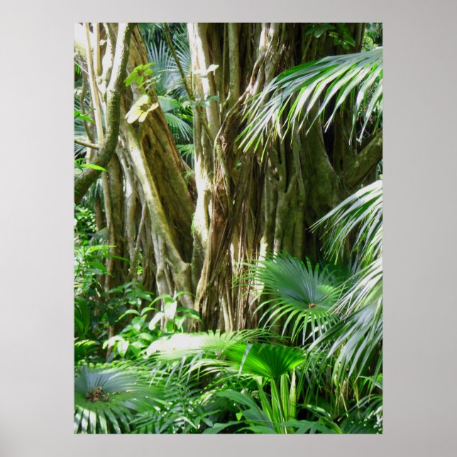 Hawaiian Tropical Rain Forest Poster (Front)