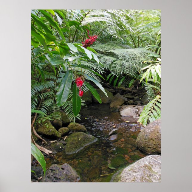 Hawaiian Tropical Stream Poster (Front)