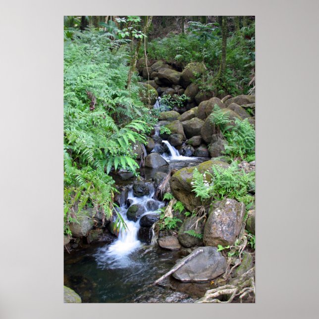 Hawaiian Tropical Stream Print (Front)