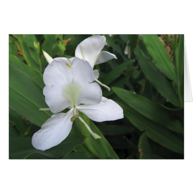 Hawaiian White Ginger Flower (Front Horizontal)