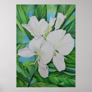 Hawaiian White Ginger Poster