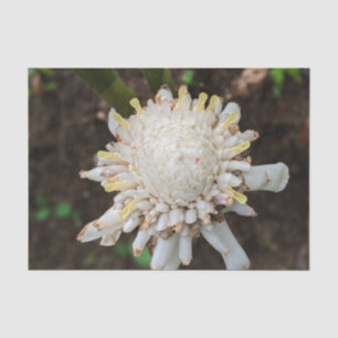 Hawaiian White Torch Ginger Flower Tissue Paper