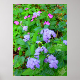 Hawaiian Wild Flowers Poster