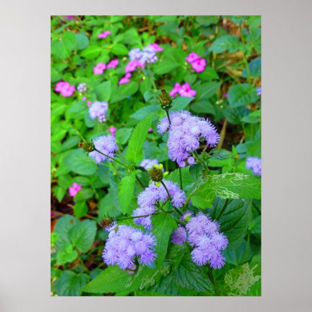Hawaiian Wild Flowers Poster (Front)