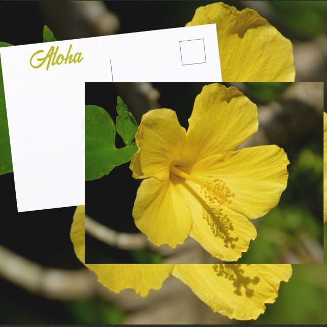 Hawaiian Yellow Hibiscus Botanical Photographic Postcard (Creator Uploaded)