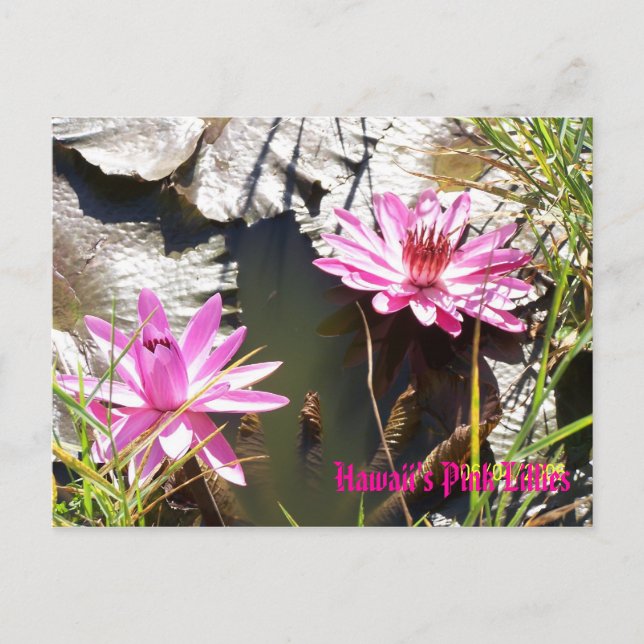 Hawaii's Pink Lillies Postcard (Front)
