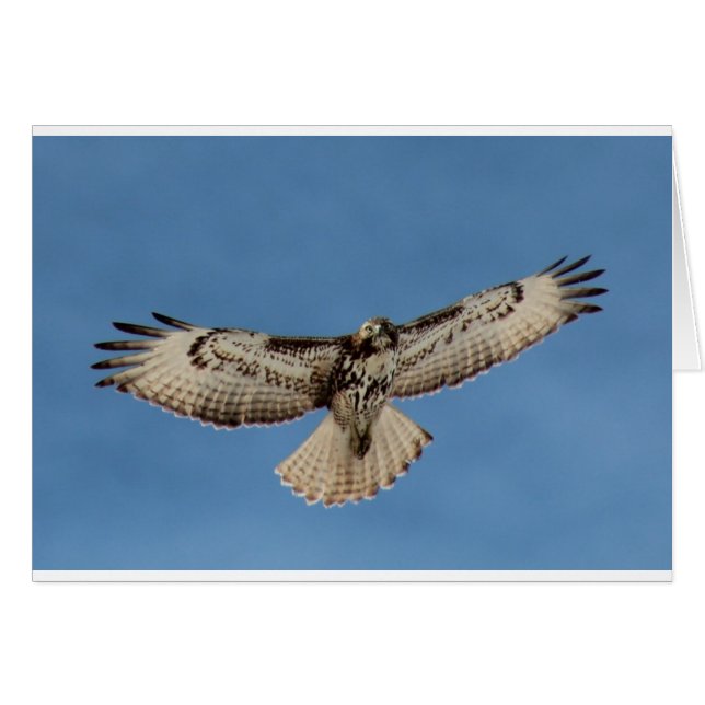 Hawk (Front Horizontal)