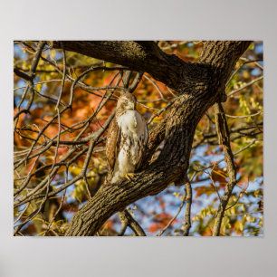 Hawk and Fall Foliage Poster
