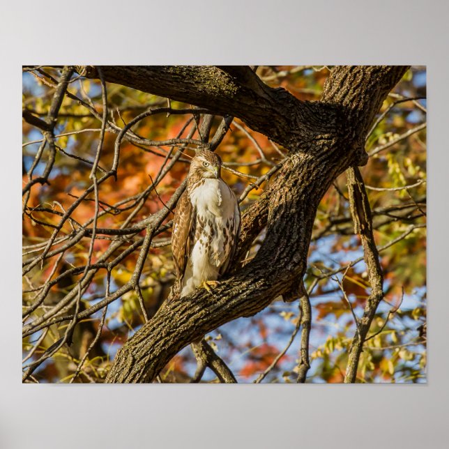 Hawk and Fall Foliage Poster (Front)