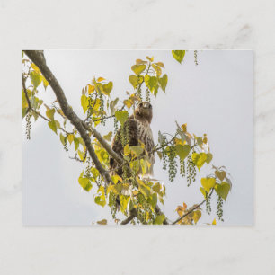 Hawk And Hearts Postcard