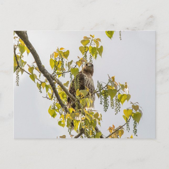 Hawk And Hearts Postcard (Front)