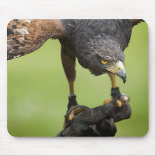 hawk bird mouse pad