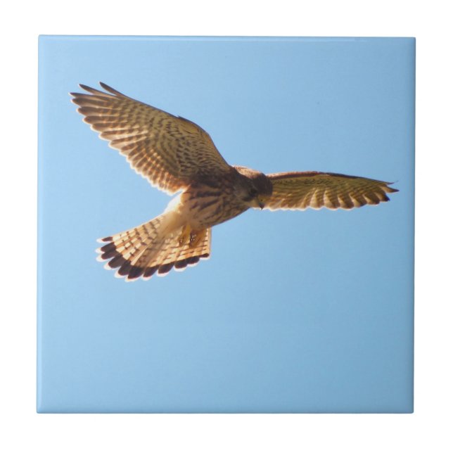 Hawk Ceramic Tile (Front)