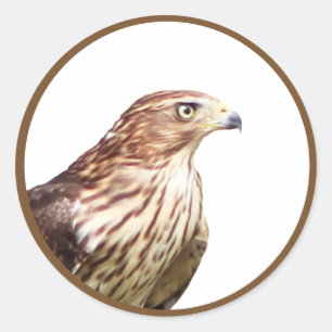 Hawk Classic Round Sticker