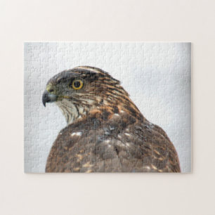Hawk close up photo jigsaw puzzle