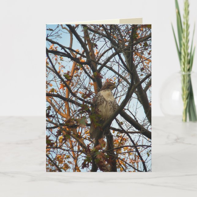 Hawk Day Card (Front)