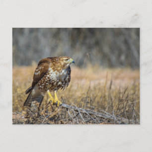 hawk eye postcard