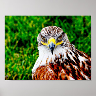 Hawk Eyes -- art print