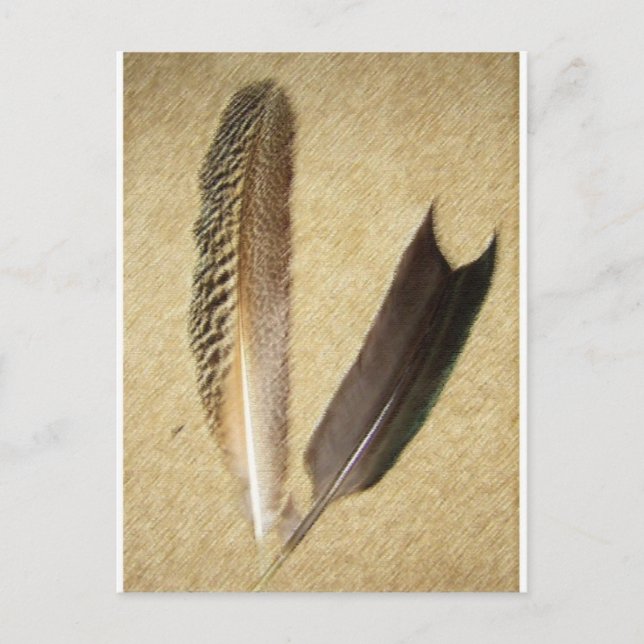 Hawk Feathers Postcard (Front)