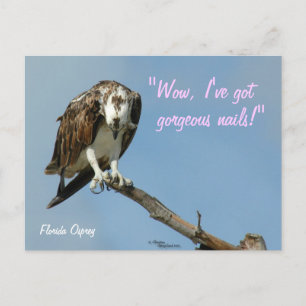 Hawk gorgeous nails Postcard