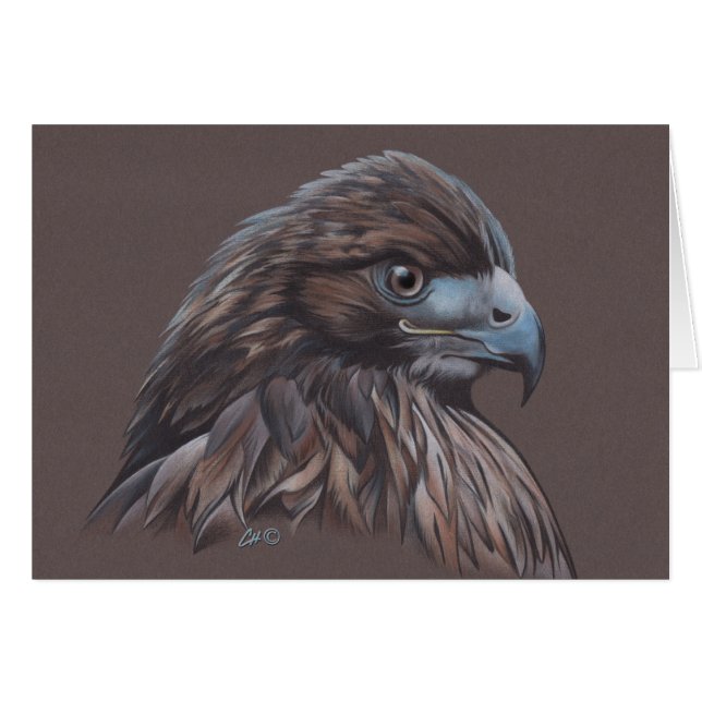 Hawk in Coloured Pencil (Front Horizontal)