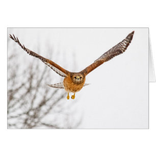 Hawk In Flight