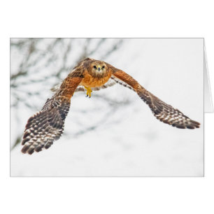 Hawk in Flight