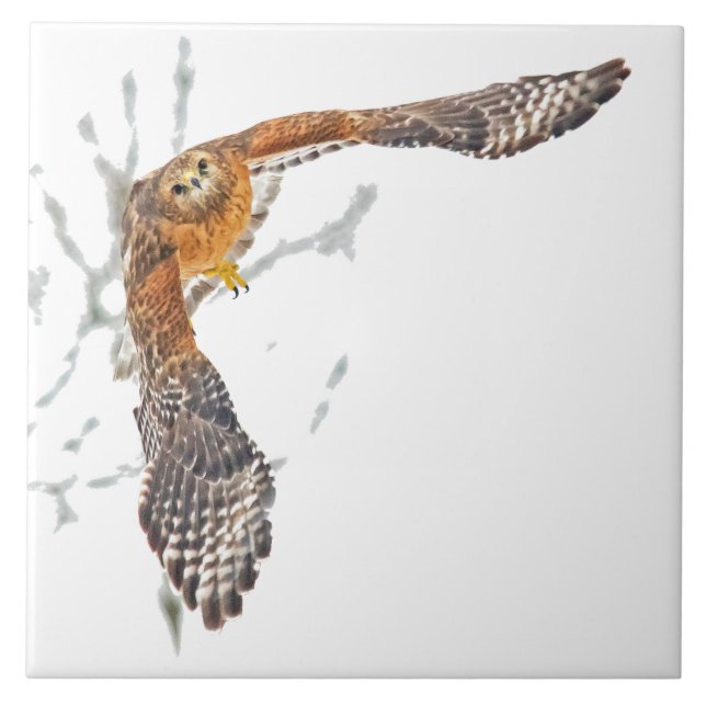 Hawk in Flight Ceramic Tile (Front)
