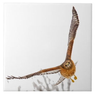 Hawk In Flight Ceramic Tile