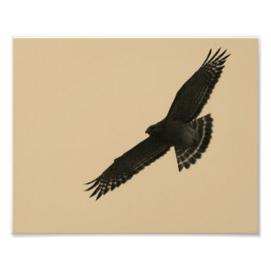 Hawk In Flight Photo Print