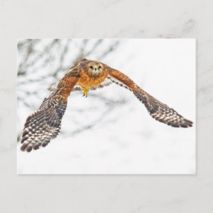 Hawk in Flight Postcard