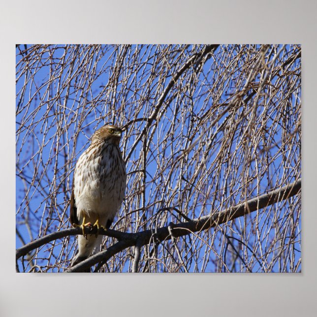 Hawk in Weeping Cherry Tree Poster (Front)
