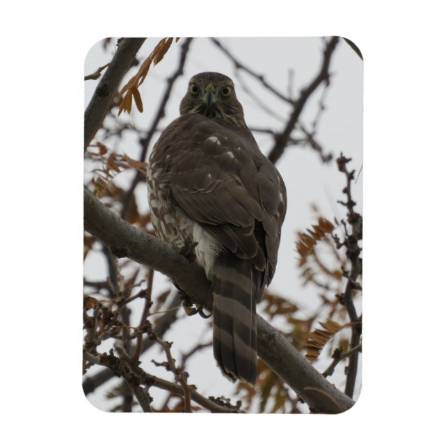 Hawk Looking Back Magnet (Vertical)