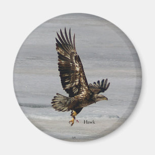 Hawk magnet