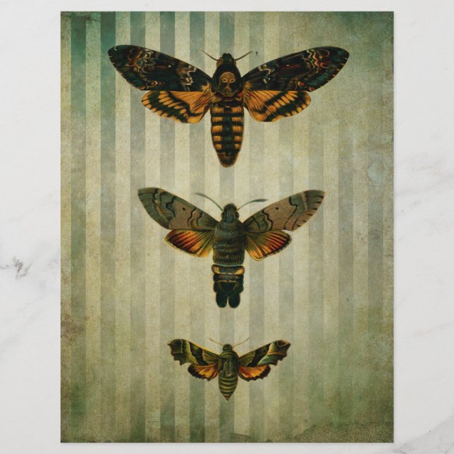 Hawk Moths Vintage Scrapbook Ephemera (Front)