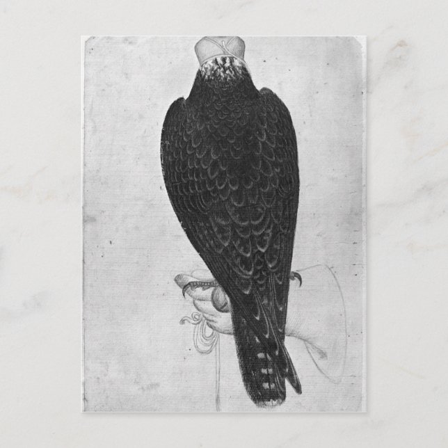 Hawk on hand postcard (Front)