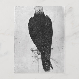 Hawk on hand postcard