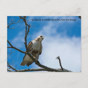Hawk On The Hunt Postcard