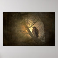 hawk on tree branch