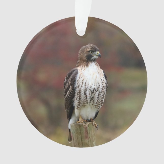 Hawk Ornament (Front)