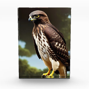 hawk Photo Block art