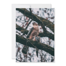 Hawk Photo Print