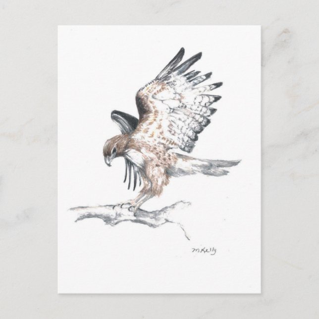 Hawk Postcard (Front)