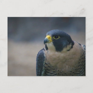 hawk postcard