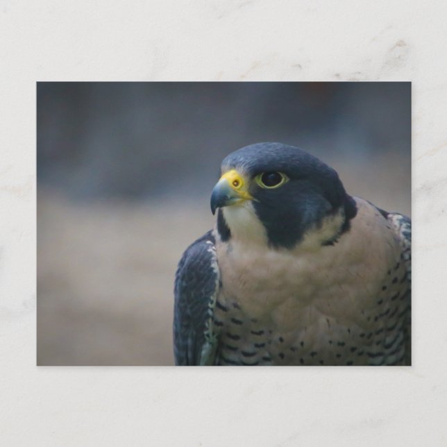hawk  postcard (Front)